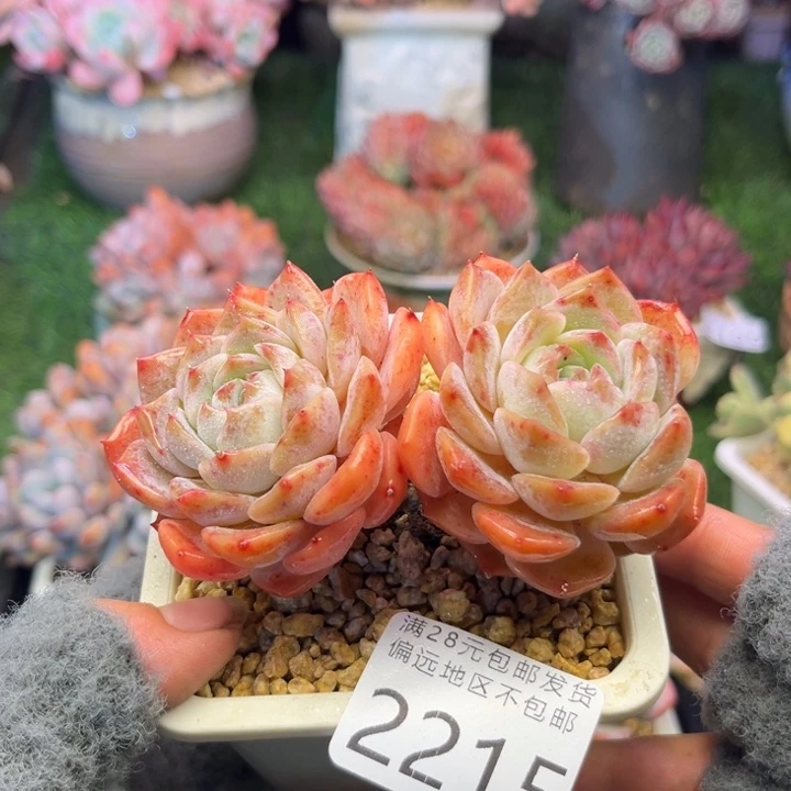 亲2215。vxgchchcgvb