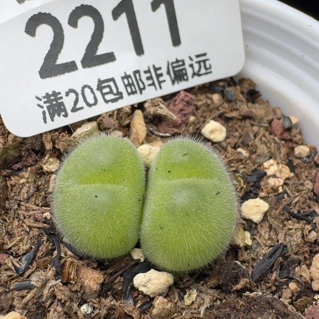 带盆土。