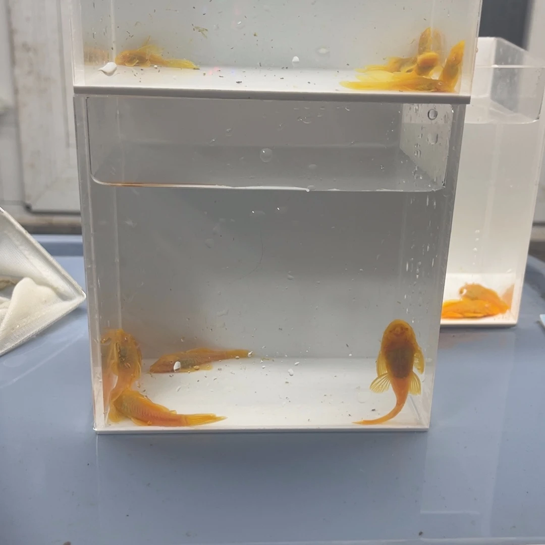 清道夫鱼5➕胡子5条帆6条