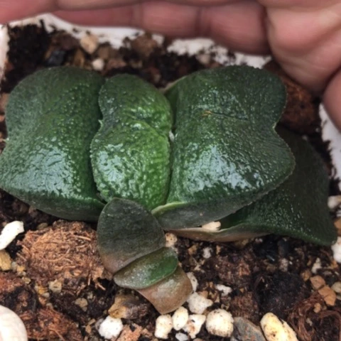 军配蜗牛短宽叶蜗牛