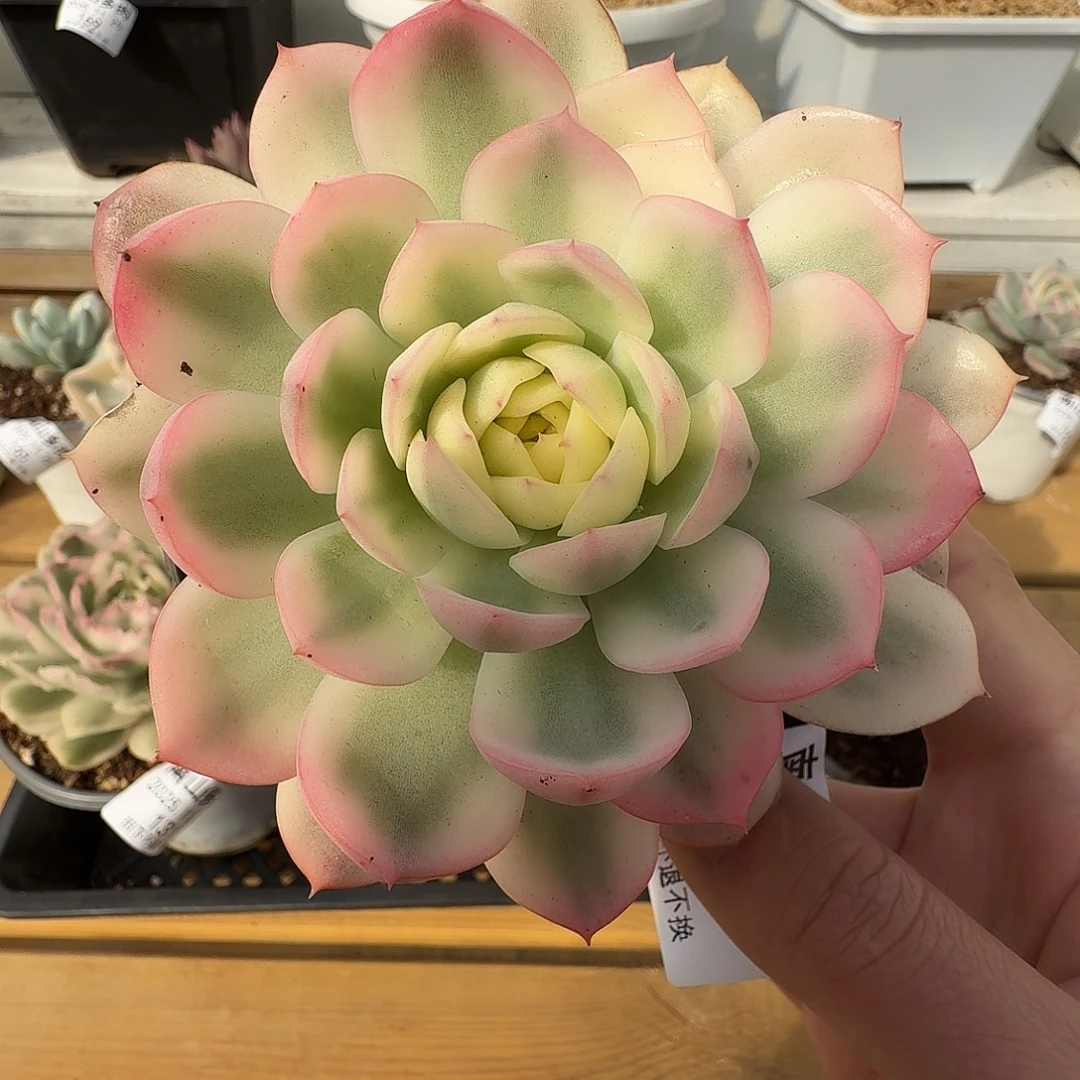 粉水晶锦1111125-126