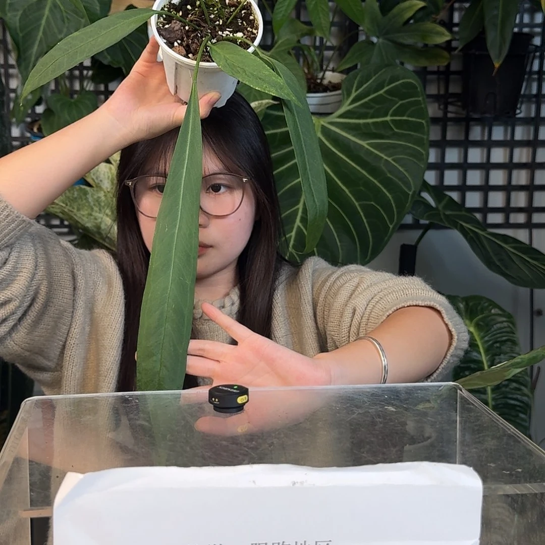 完全开放G95维塔领带