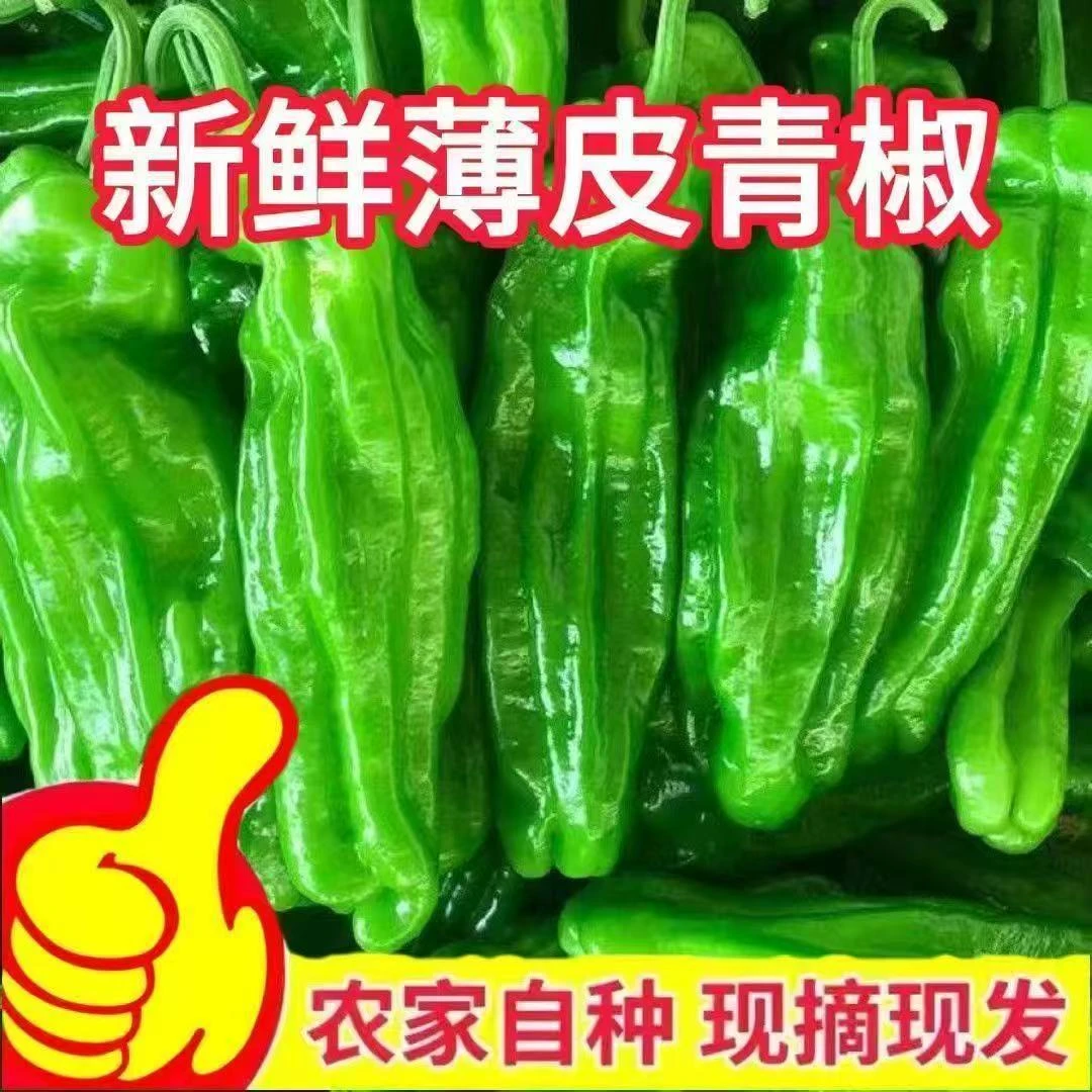 特产农家自种新鲜薄皮青椒现摘现发微辣蔬菜