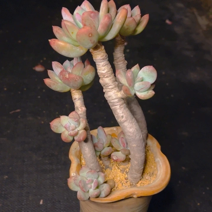 灰姑娘特价福利老桩造型