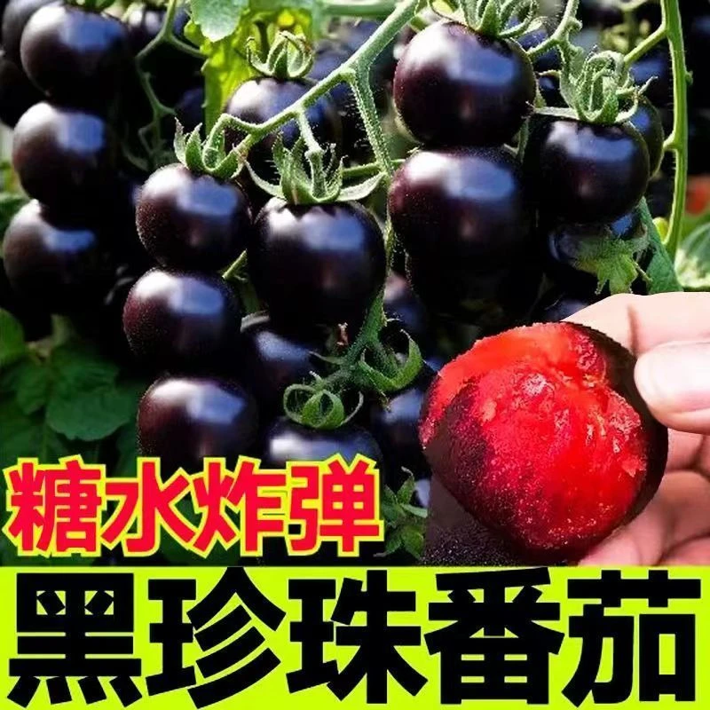 黑珍珠番茄秧苗阳台庭院盆栽黑珍珠苗