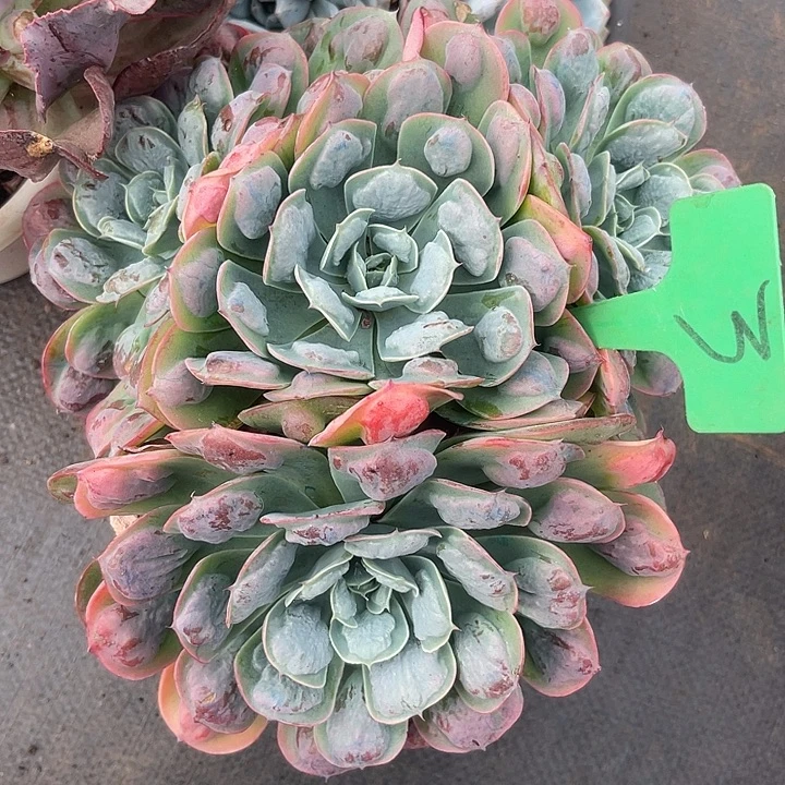 晨语多肉，一物一拍雨滴3