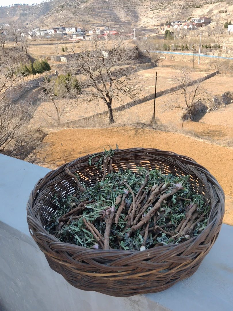 老乡自己上山挖的野生蒲公英，纯根发货