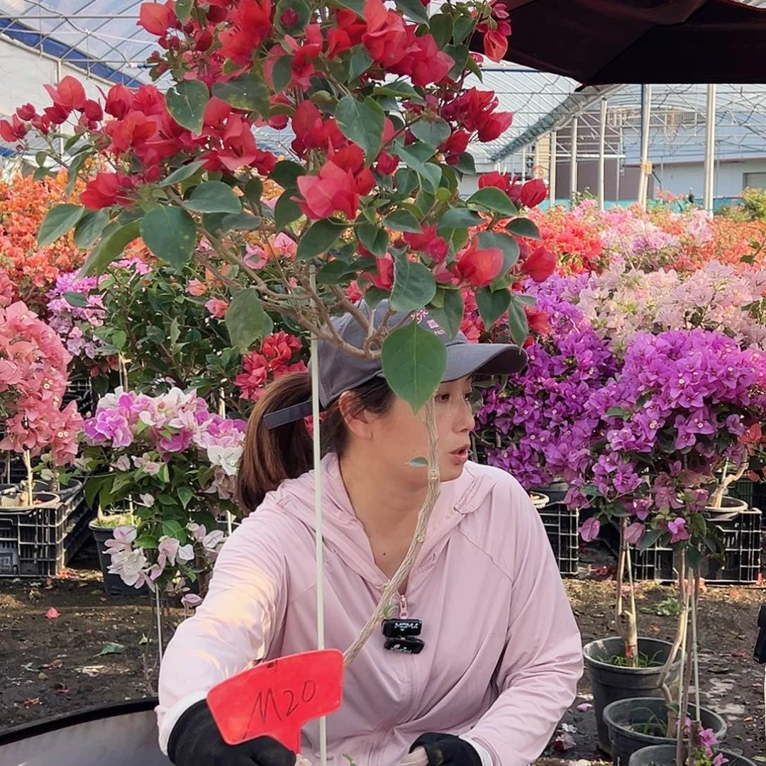 人***途大部分花苞少量开放M20不甜