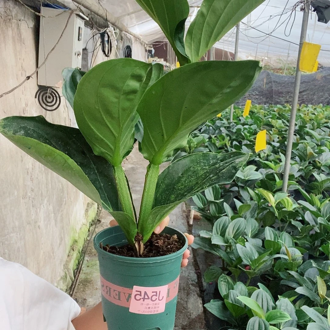 无花朵飞***子木本花卉545