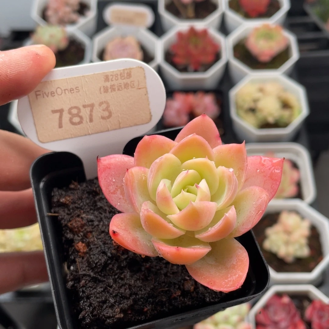 丝绸面纱7873-5.5厘米