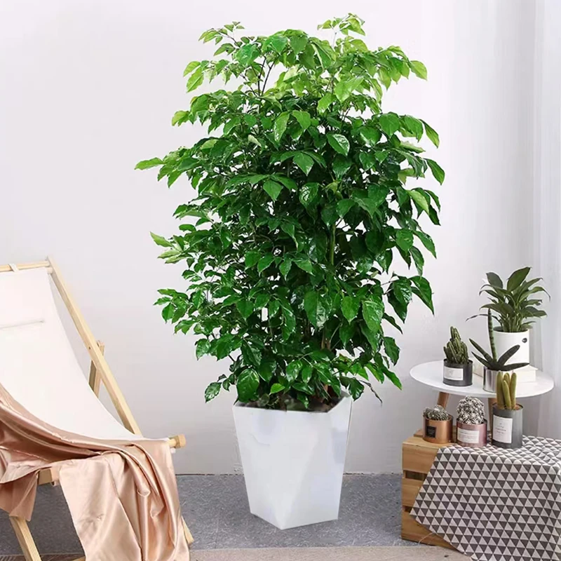 80-100cm大苗控根丛生幸福树严选好养室内观叶绿植带白色菱形盆