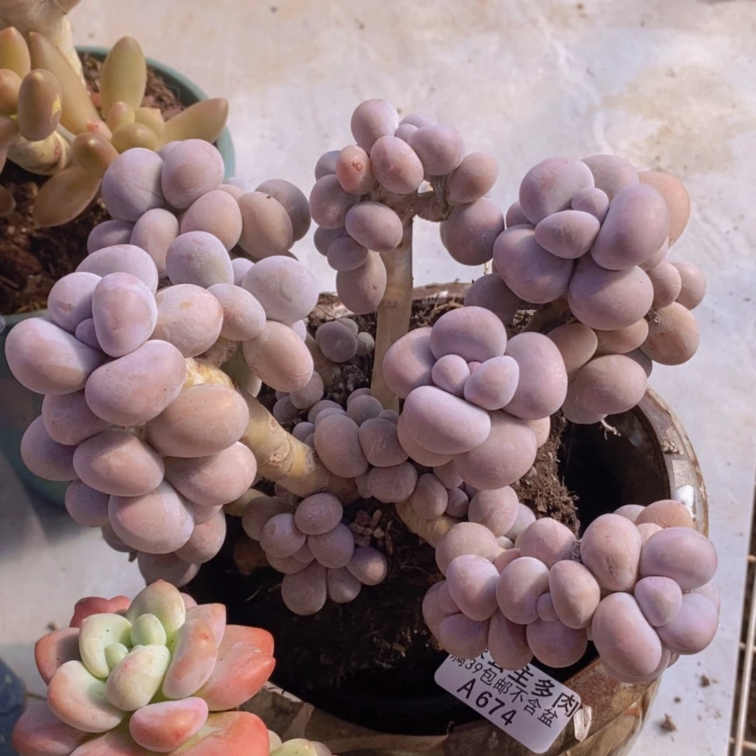 芭比奶洛18cm674多肉植物