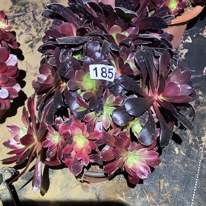 多肉植物法师185赤霞飞