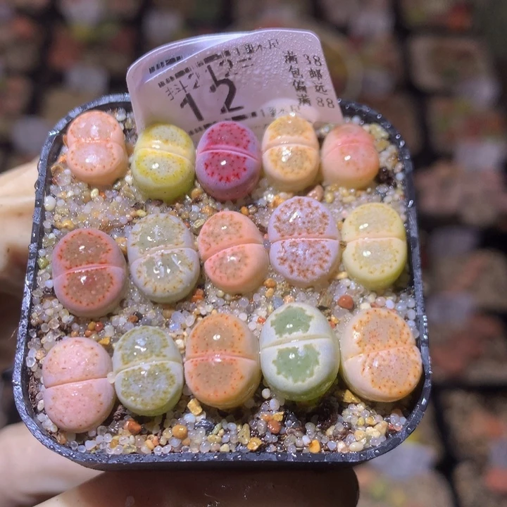 精致生石石212.12