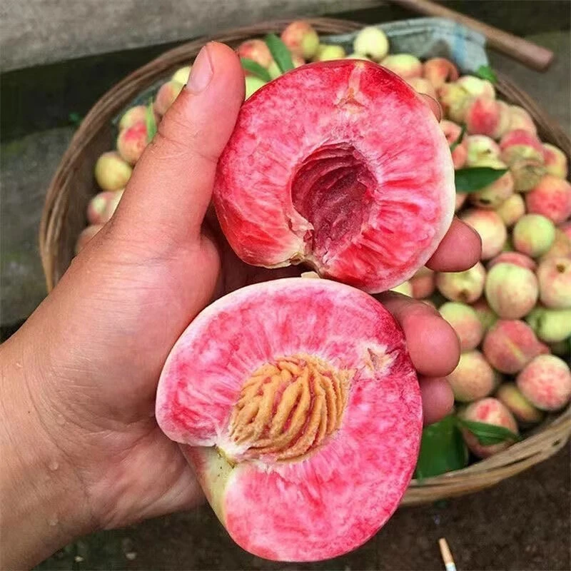 【中华红血桃】河南红血桃蜜桃子新鲜水果当季现摘现发