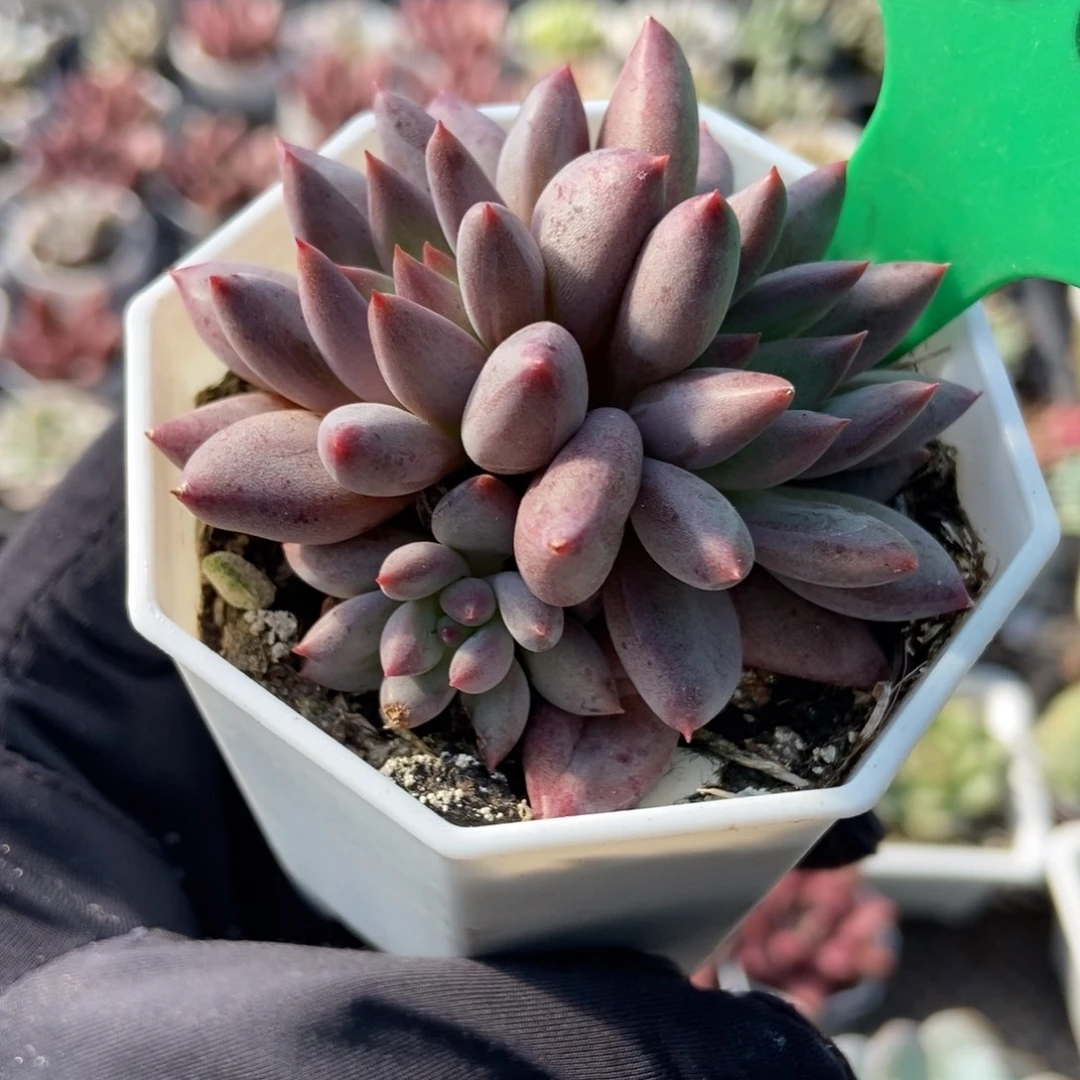 1002虞美人多肉植物