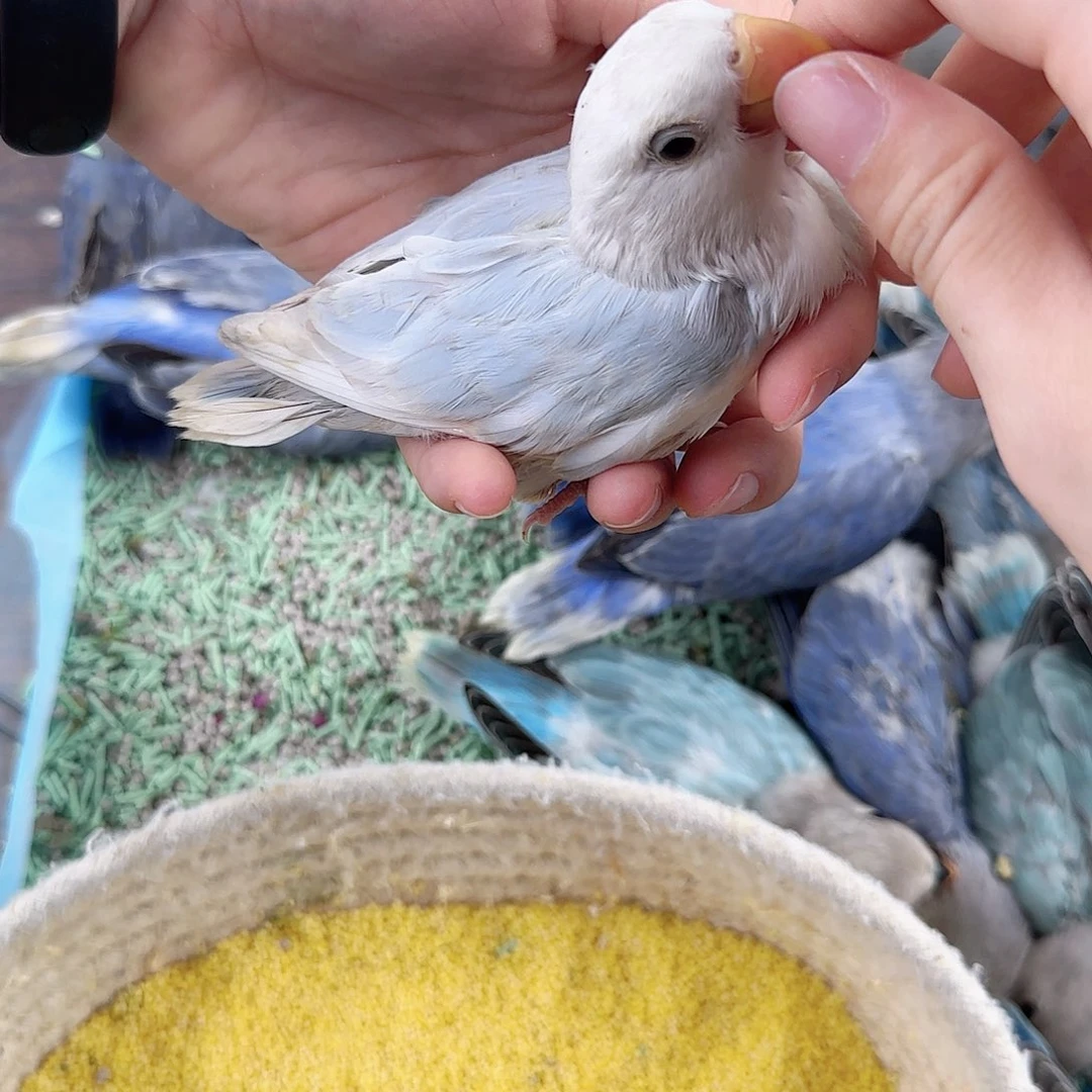 桃脸牡丹鹦鹉福利待遇