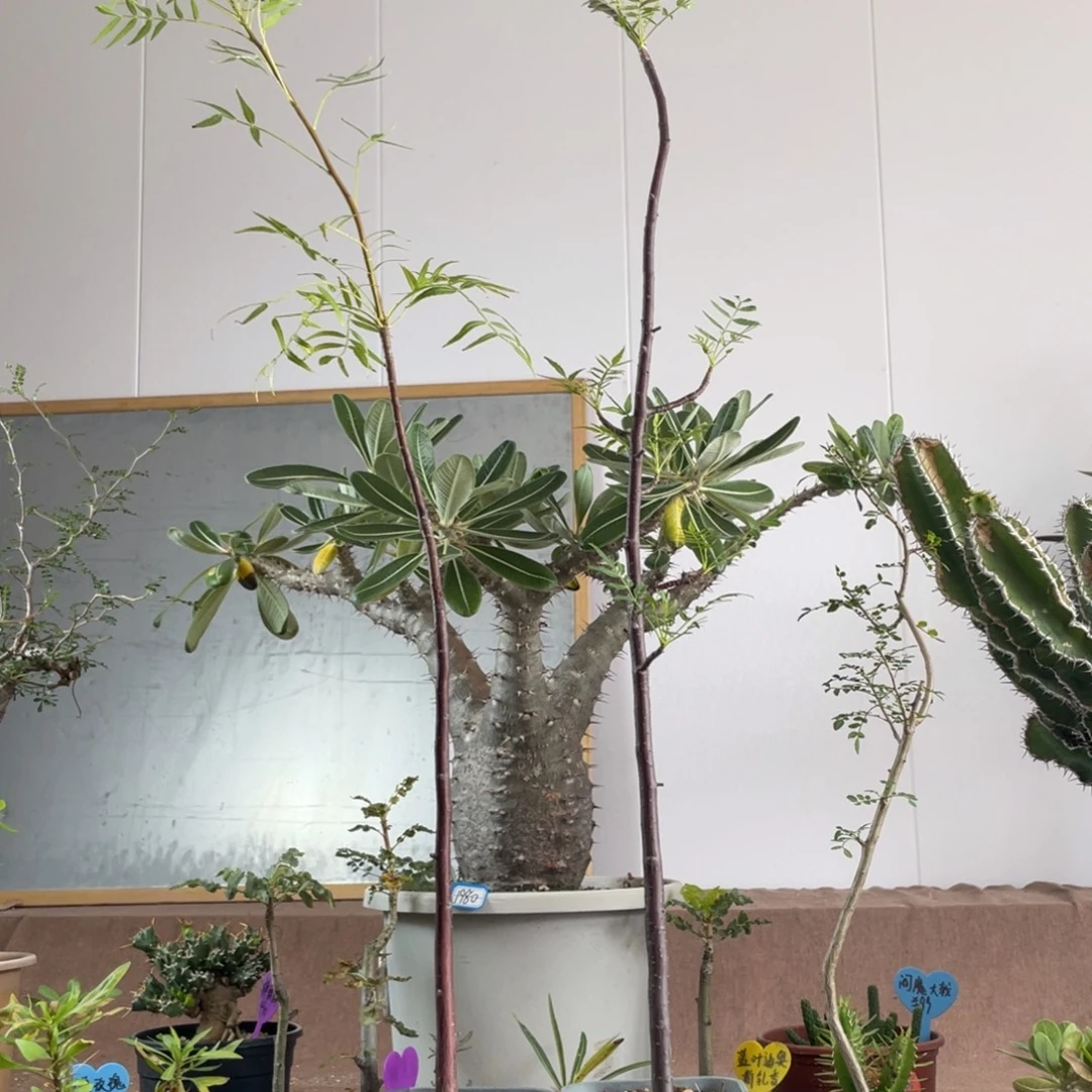 9月25日直播间福利橄榄不退换