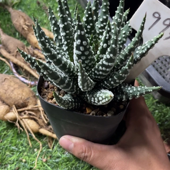 无花朵c****x9934十二卷好养皮实