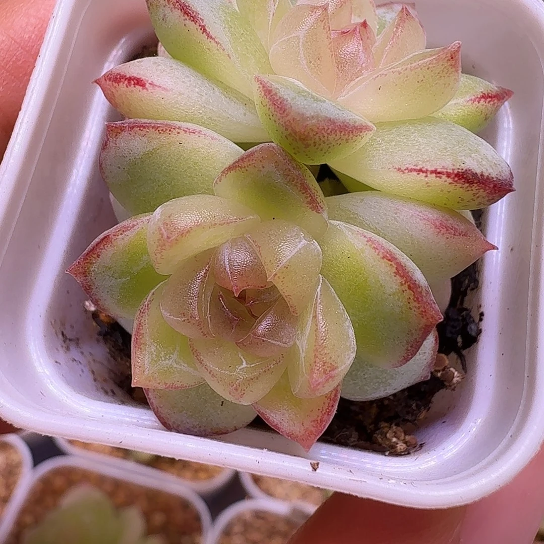 珍妮优选一物一拍