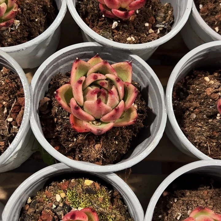 清***️蓝龙     福利多多