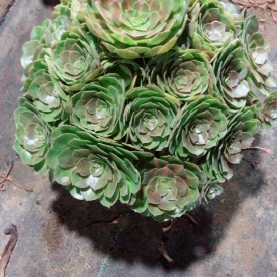 无***民无花朵倾城中斑法师多肉植物35花