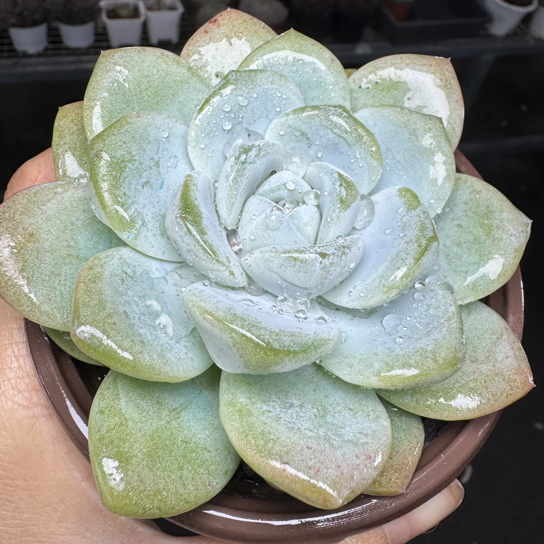 小冰玉建议小的勿拍  满15包邮不满到付