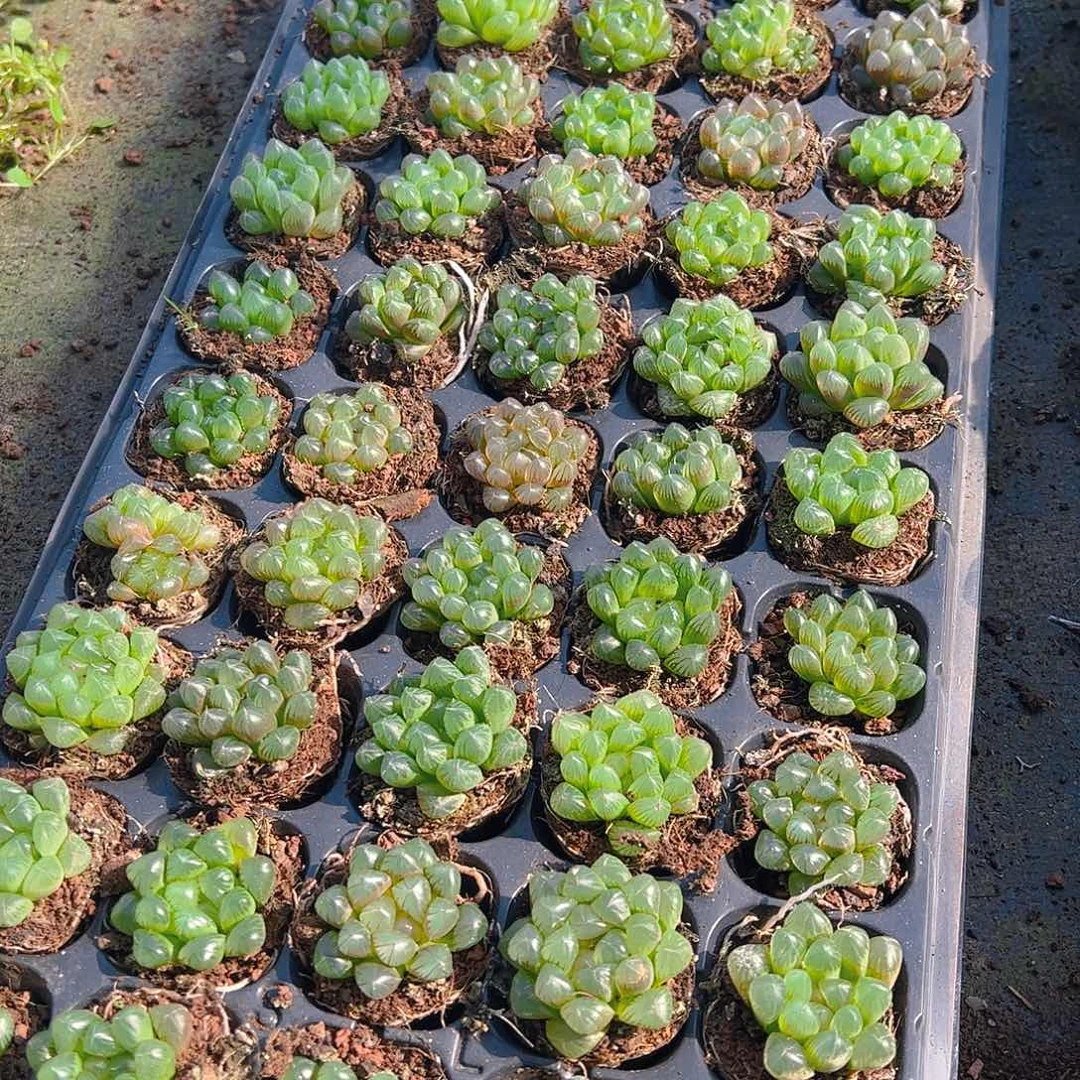 50孔玉露10颗不带草系量拍