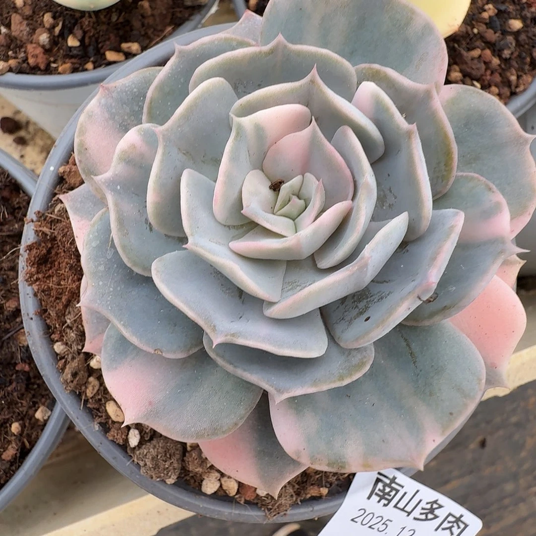 双子座1111111223-96