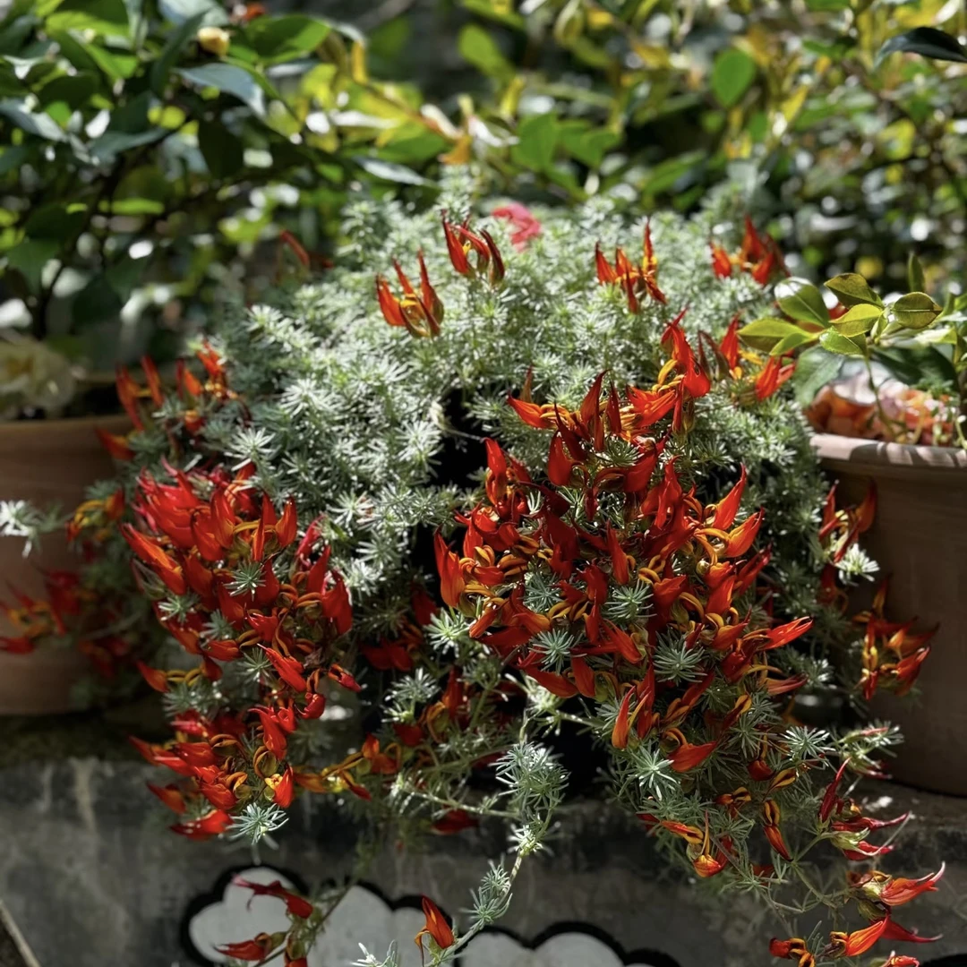 鹦鹉嘴 银色垂吊花卉 加那利百脉根 庭院阳台奇趣垂藤开花植物