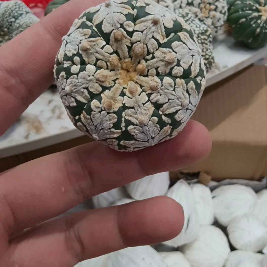 连线V兜小碎花哈哈哈哈