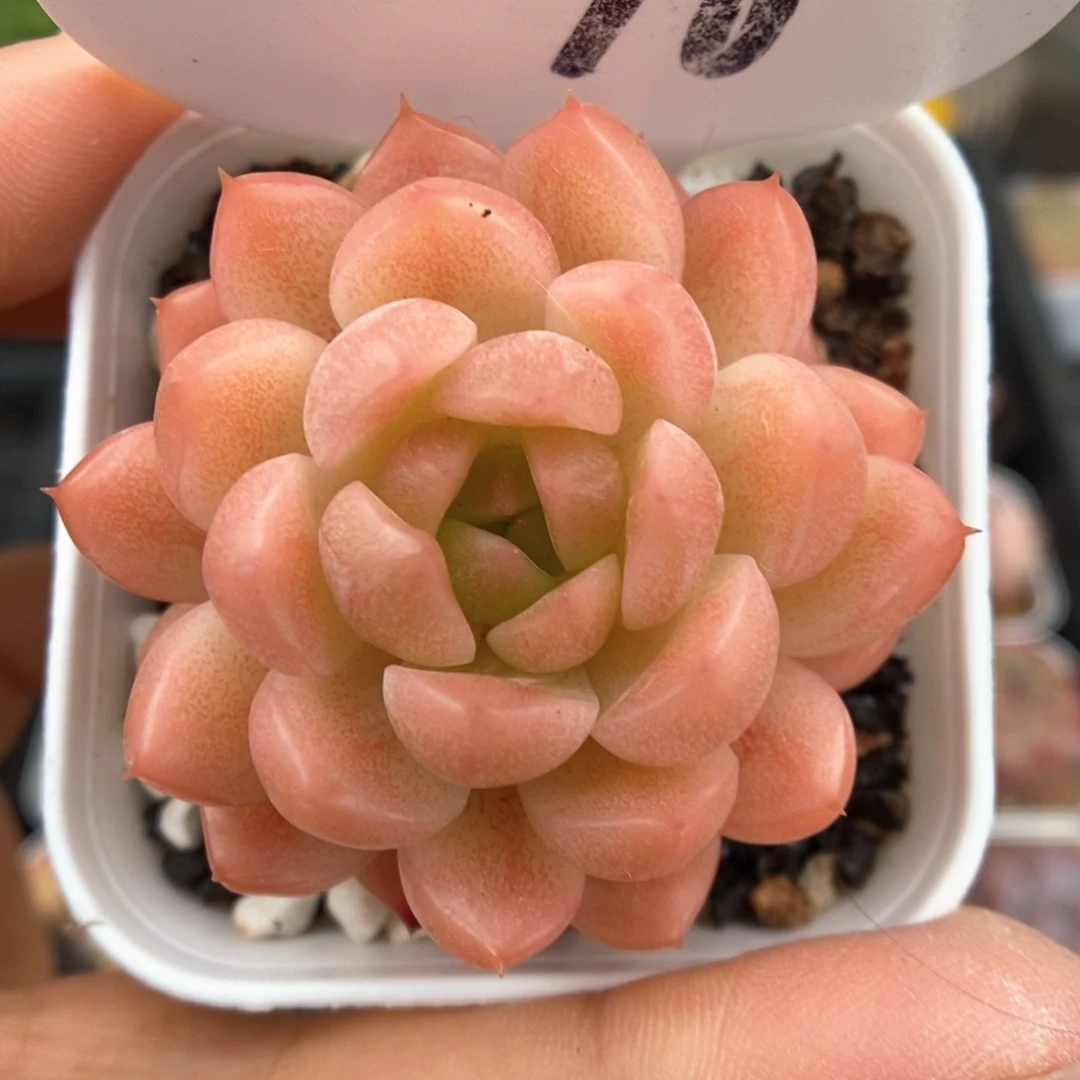糖心珍妮可拍70号。