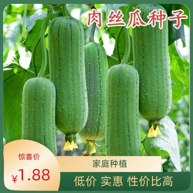 【拍2送1】丝瓜种子高产早熟丝瓜种子四季播阳台盆栽蔬菜种子