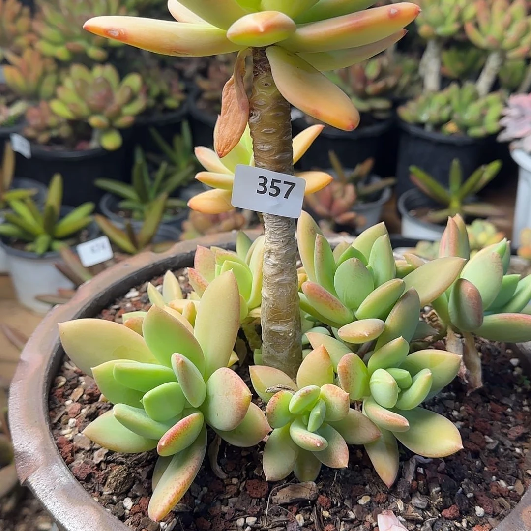 芙*357号 一物一拍