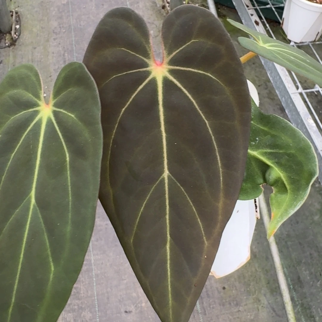 不开花植物黑桃杂papi