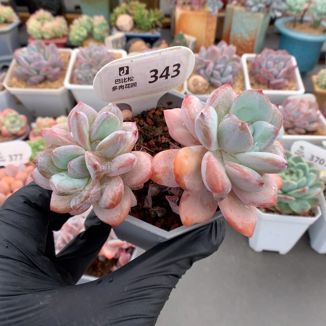 343 老桩星星雪多肉