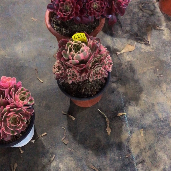 雪***塞两颗214.215.00000