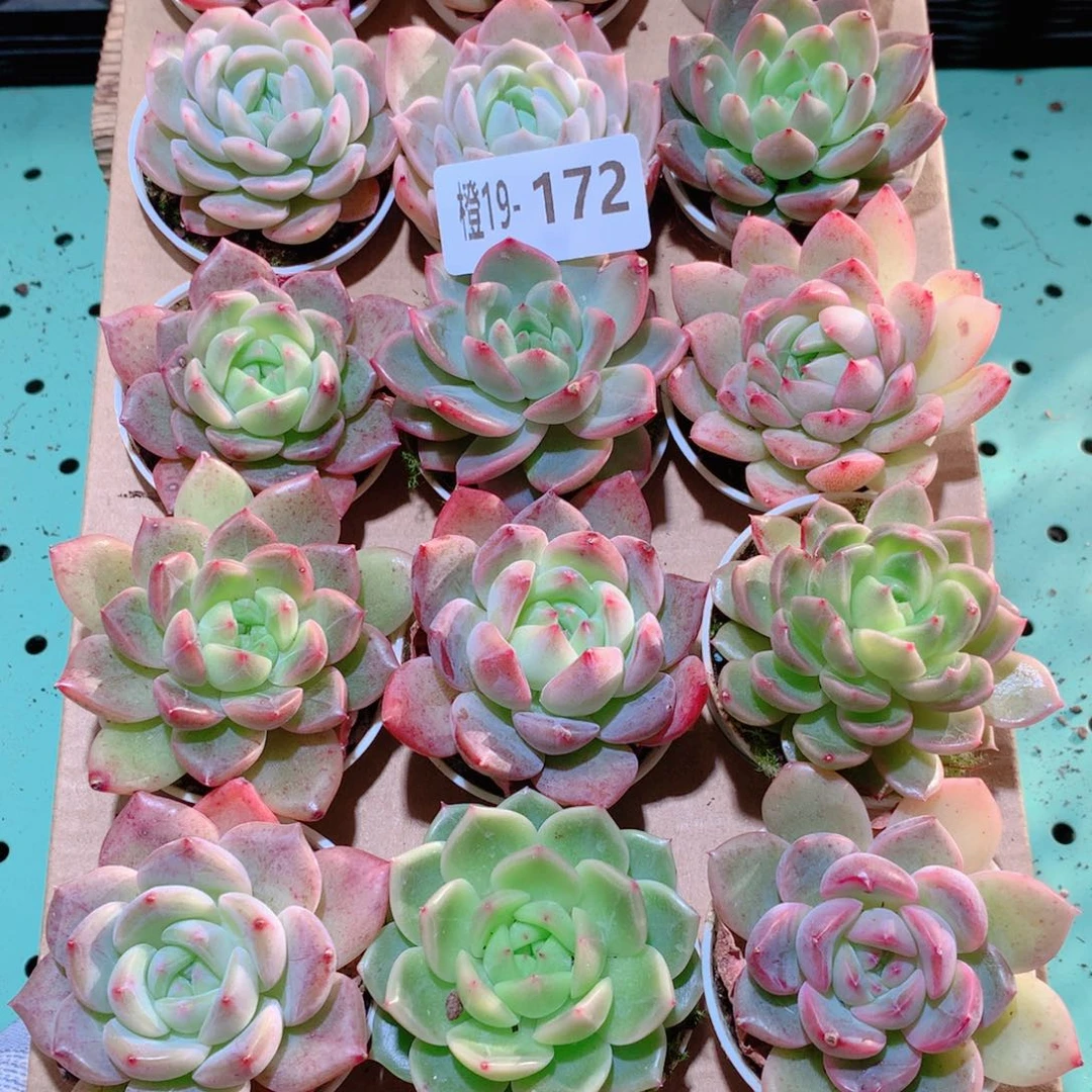 19-172一物一拍多肉带盆18颗