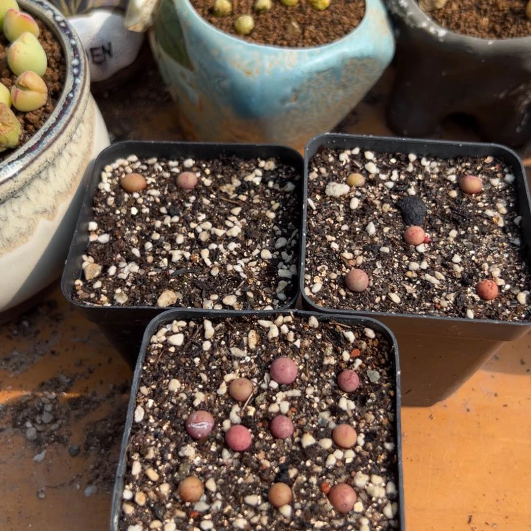 量拍v嘴小苗2颗，多肉