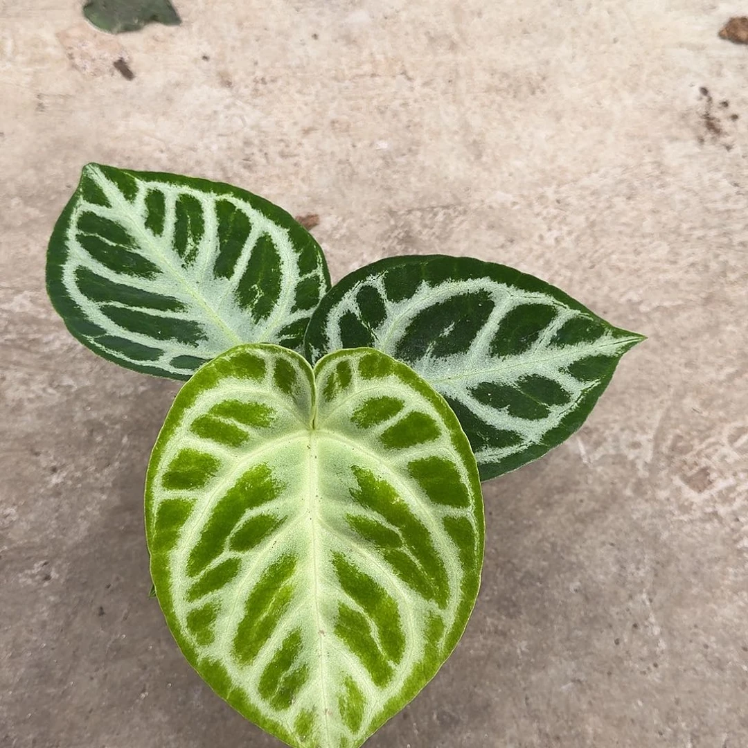 不开花植物一物一拍D148