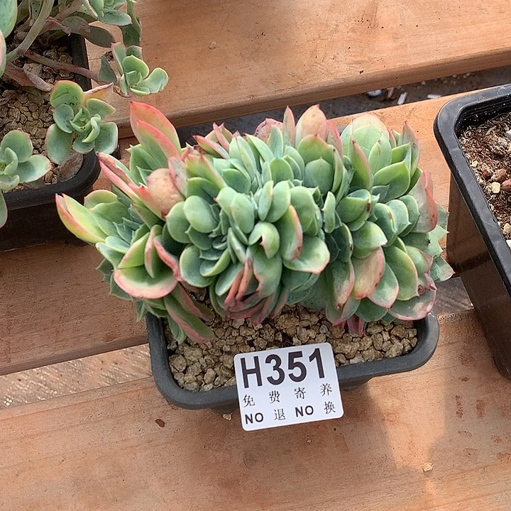 杂交缀 非偏远38包邮 节后发