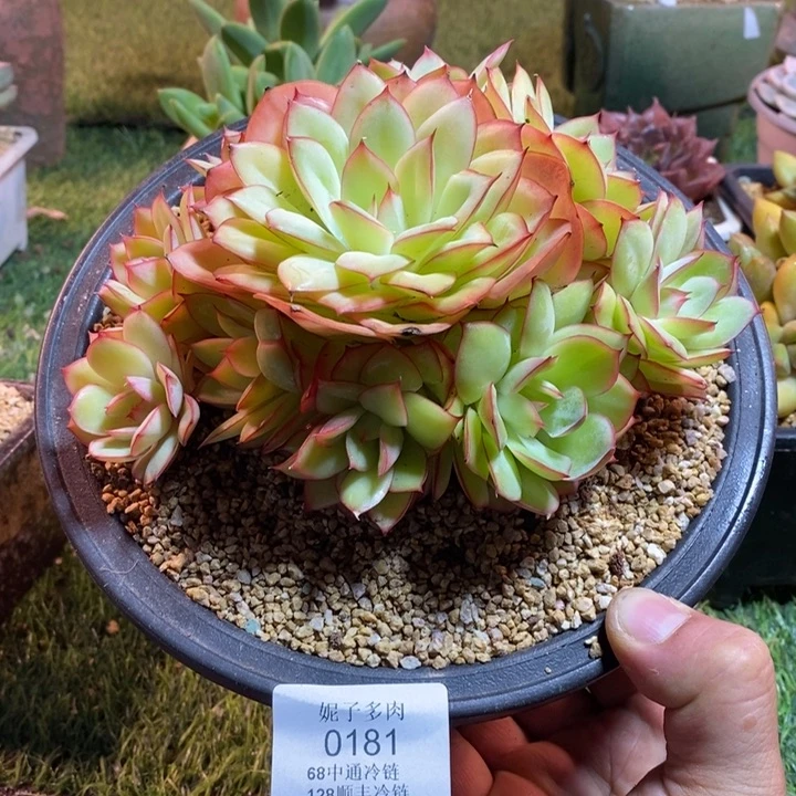 0181啊啊啊啊啊啊啊啊啊啊啊