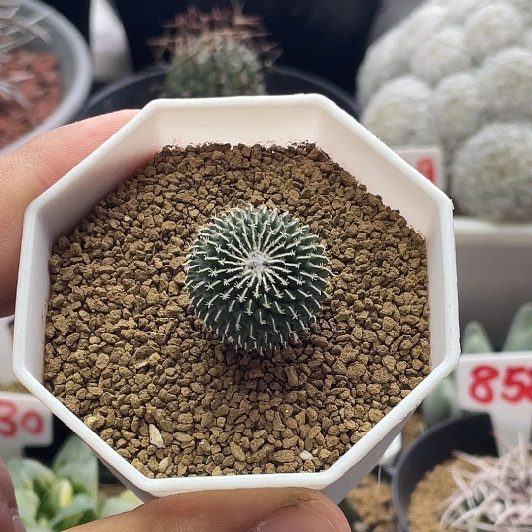 实生刺缀精巧殿 带盆土包邮