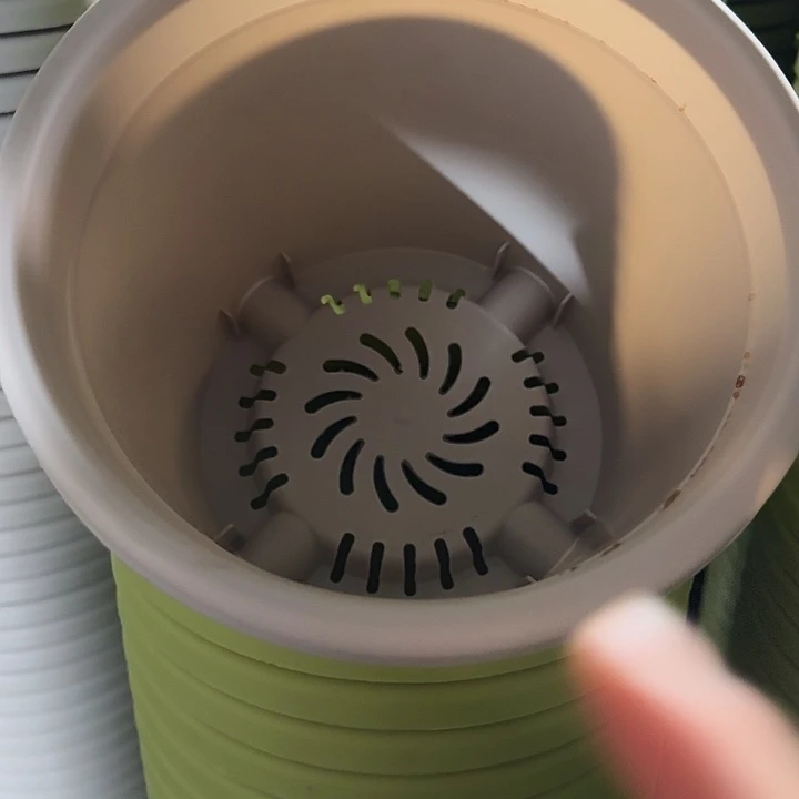 四季3号滚绿无托10个特价微瑕