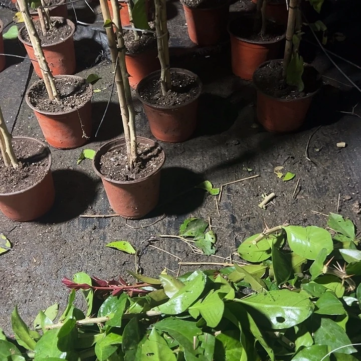 诚***妹10个索菲亚叶片，，