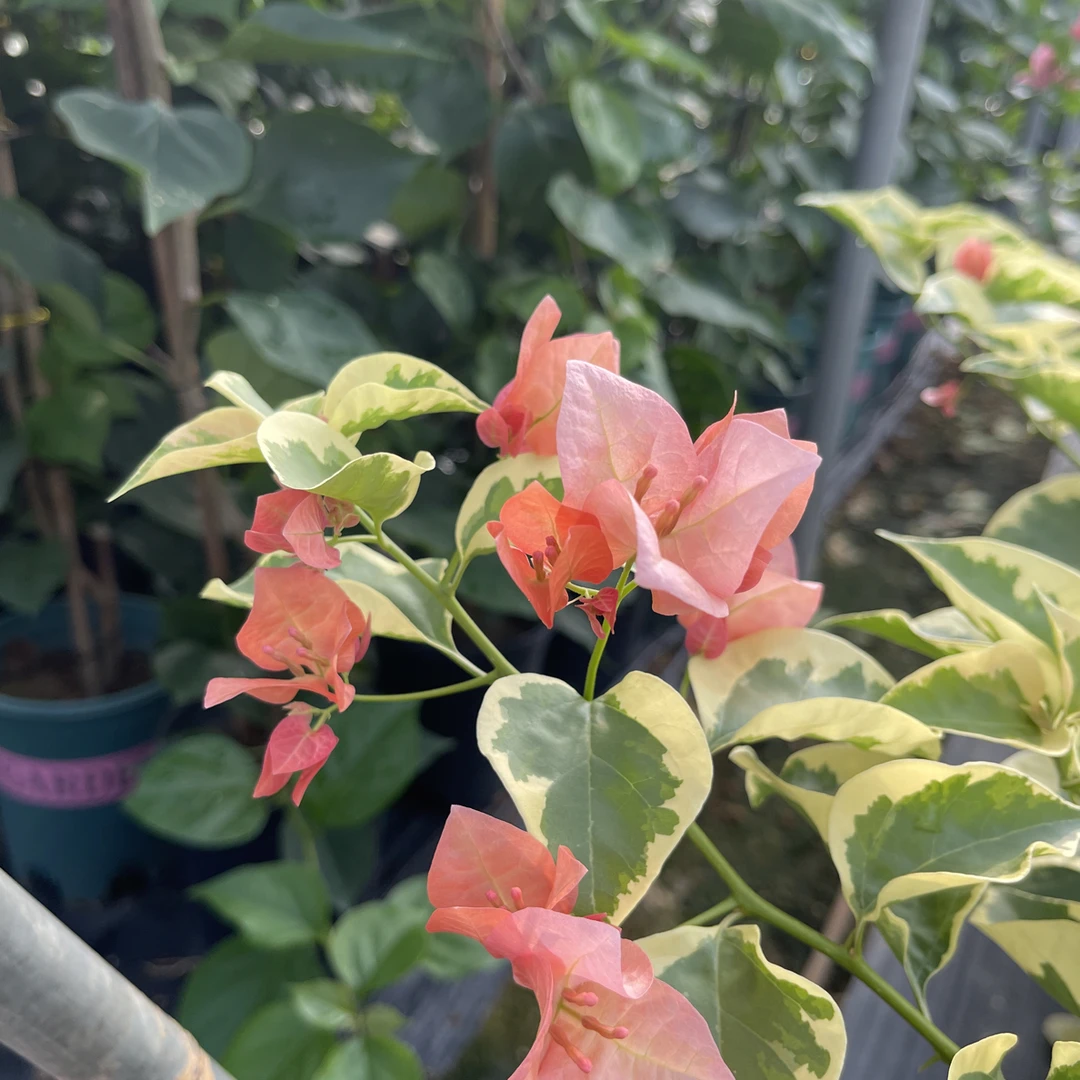 【金边日落】三角梅嫁接盆苗，运输途中掉花掉叶介意慎拍