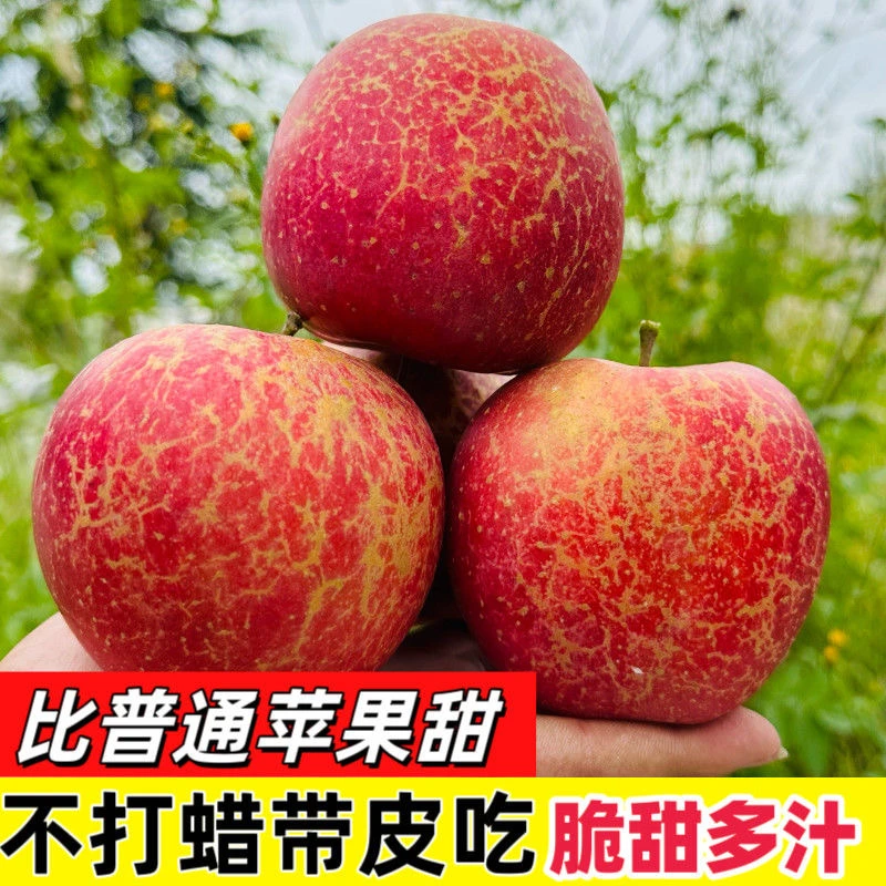 云南昭通冰糖心丑苹果新鲜脆甜当季水果多仓发
