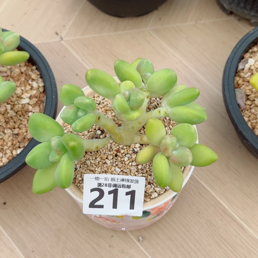 芒果kk奶老桩多肉多肉