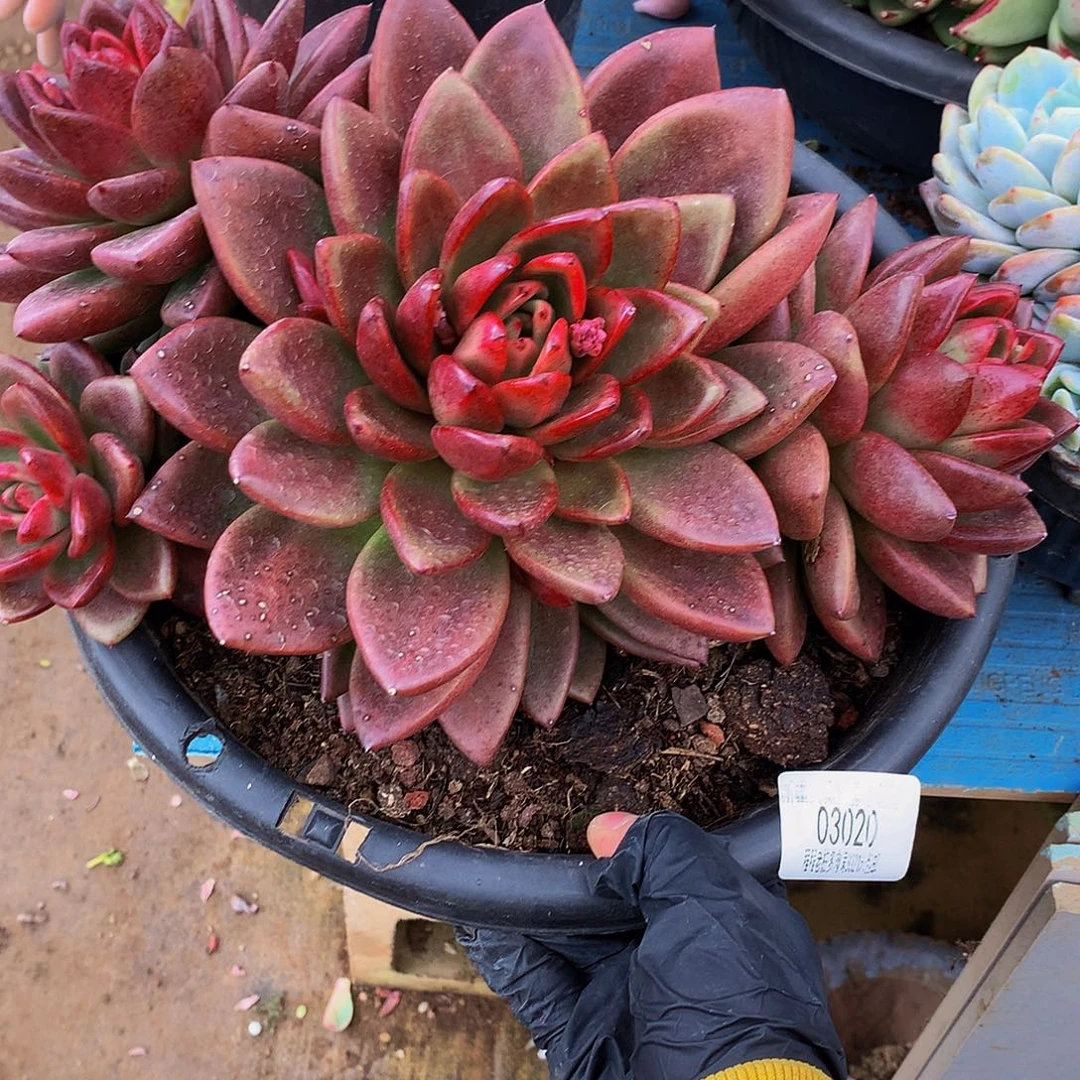 薇***)丰陪玫瑰03020多肉多肉率