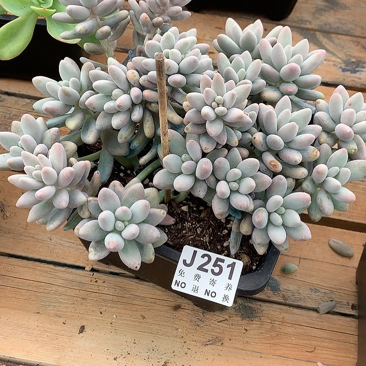 汤圆大群 璐璐多肉